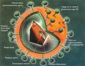 &iquest;QU&Eacute; SIGNIFICAN LAS SIGLAS VIH?